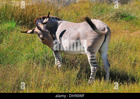 Eine Zonkie, eine Kreuzung zwischen einem Esel-Stute und ein Zebra Hengst Stockfoto