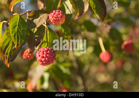 äußerst ungewöhnlich Ausländer fast sieht rot rosa Frucht Früchte Kousa Hartriegel Baum Art Himbeere Stockfoto