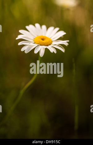 Ochsen-Auge Gänseblümchen, Leucanthemum Vulgare. Einzelne Blume mit weißen Blütenblättern, die umgebenden gelben Zentrum. Stockfoto