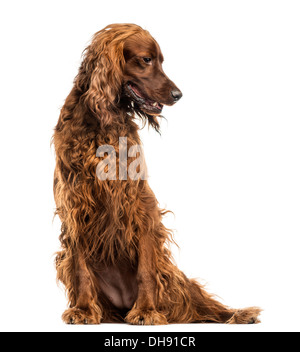 Irish Red Setter sitzen, keuchend vor weißem Hintergrund Stockfoto