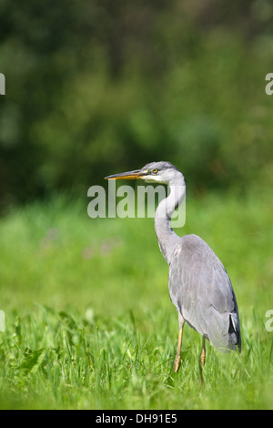 Wilde Graureiher (Ardea Cinerea) im Sommer, Europa. Stockfoto