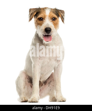 Parson Russel Terrier sitzen, schaut in die Kamera, keuchend vor weißem Hintergrund Stockfoto