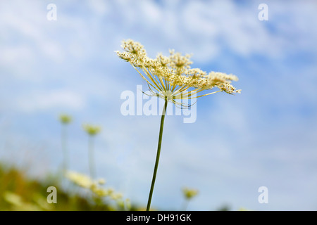 Wilde Möhre, Daucus Carota. Stängelpflanzen Blüte blass blauen Himmel. Stockfoto