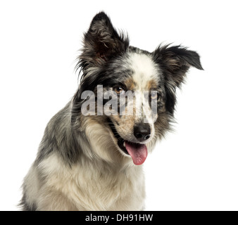 Nahaufnahme von einem Border Collie keuchend vor weißem Hintergrund Stockfoto