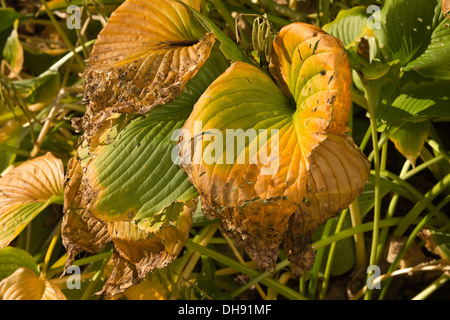 Schlimmen Fall von Pest Schäden an Hosta verlässt im Spätsommer viele Löcher von Schnecken Schnecken und kleine Insekten gegessen Stockfoto