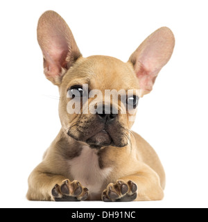 Französische Bulldogge Welpen liegen, schaut in die Kamera vor weißem Hintergrund Stockfoto