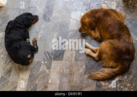 Zwei Hunde schlafen auf Marmorböden Stockfoto