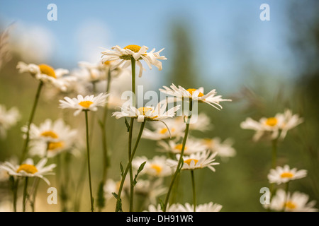 Ochsen-Auge Gänseblümchen, Leucanthemum Vulgare. Gruppe von Ochsen-Auge Gänseblümchen mit weißen Blütenblättern, die umgebenden gelben Zentren. Stockfoto