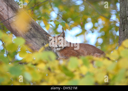 Europäische Luchs ruht in den Wald, Europa. Stockfoto