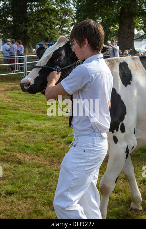 Aylsham Landwirtschaftsausstellung, Norfolk, Großbritannien. Vieh und Vieh Display und urteilen. Stockfoto