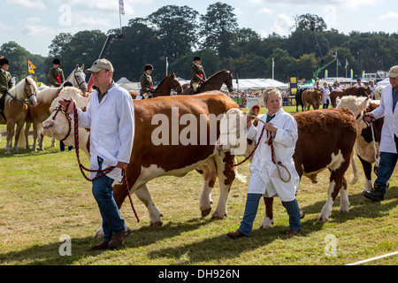 Aylsham Landwirtschaftsausstellung, Norfolk, Großbritannien. Vieh und Vieh Display und urteilen. Stockfoto