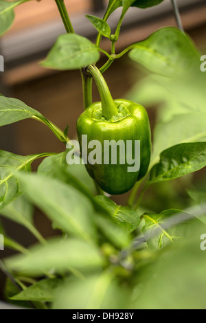 Paprika, Capsicum Annuum var. Grossum. Wachsende Pfeffer auf Pflanzen im Gewächshaus oder Frühbeet. Stockfoto