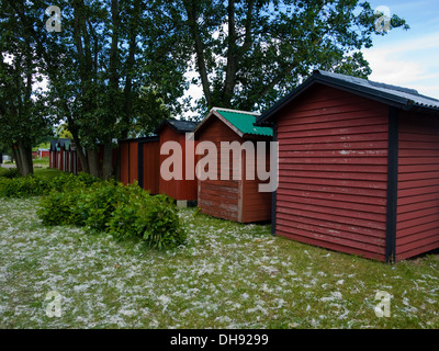Weiß cottony Flaum, charakteristisch für Baumsamen Silberpappel (Populus Alba), decken Sie den Rasen hinter Schuppen in Båstad, Schweden. Stockfoto