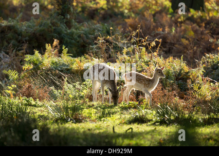 Damwild Hirsche Doe und fawn Beweidung im Schatten eines Baumes Stockfoto