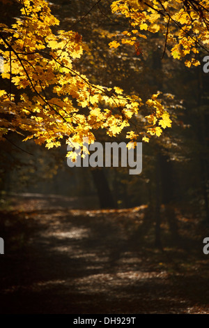 Herbstlaub, Stadtpark in Kattowitz, Polen. Stockfoto