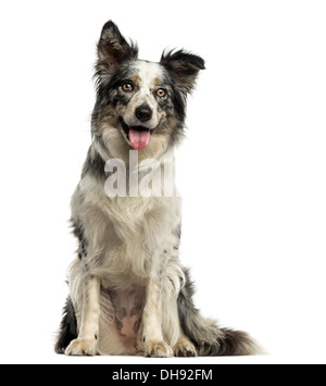 Border-Collie, keuchend, sitzen vor weißem Hintergrund Stockfoto