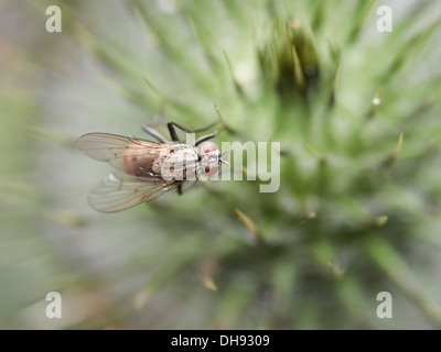 Gemeinsamen Haus fliegen auf Distel Kopf sitzen. Stockfoto