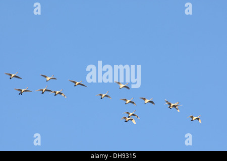 Herde der Singschwan (Cygnus Cygnus) im Flug. Europa Stockfoto