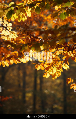 Herbstlaub, Stadtpark in Kattowitz, Polen. Stockfoto