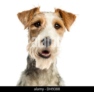 Nahaufnahme einer Foxterrier vor, keuchend vor weißem Hintergrund Stockfoto