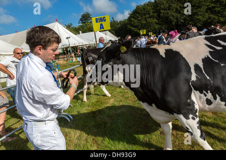 Aylsham Landwirtschaftsausstellung, Norfolk, Großbritannien. Vieh und Vieh Display und urteilen. Stockfoto