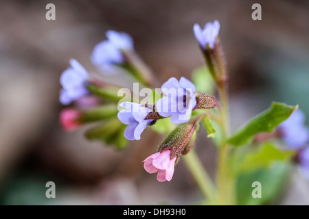 Lungenkraut, Pulmonaria Officinalis. Ansammlung von kleinen, Trichter geformt blasse blaue und rosa Blüten. Stockfoto