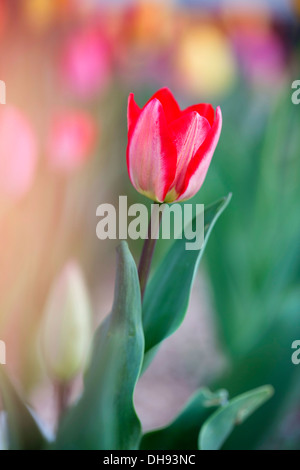 Tulipa Sorte, einzelne Tulpe mit roten Blüten mit weißen Streifen. Stockfoto