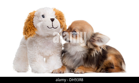 Chihuahua mit Teddybär vor weißem Hintergrund Stockfoto