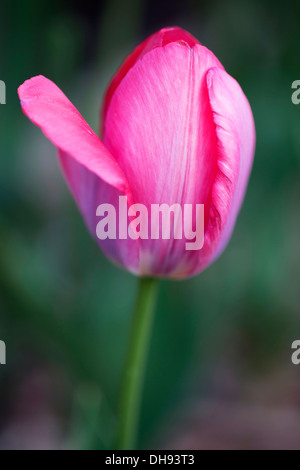 Tulipa cultivar. Close view of single, pink tulip flower with one petal unfurling out to side. Stockfoto