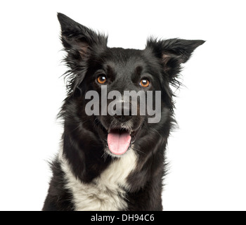 Border-Collie keuchend vor weißem Hintergrund Stockfoto