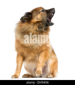 Japanese Spitz sitzen, Bellen vor weißem Hintergrund Stockfoto