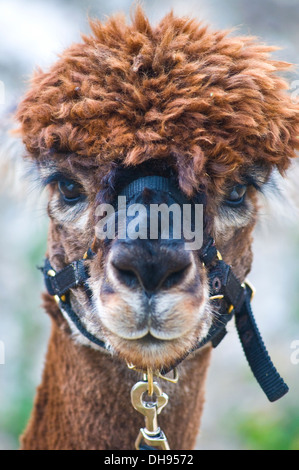 Lama Stockfoto