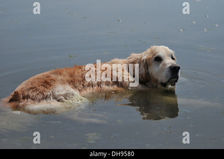 Ein Labrador Hund kühlt sich im Meer Stockfoto