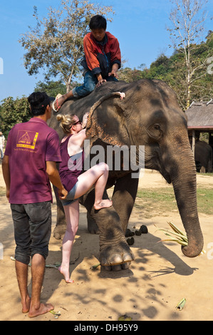 Vertikale Nahaufnahme eines westlichen Touristen, die Montage eines Elefanten die traditionellen Art und Weise ein Elefant Sanctuary in Laos. Stockfoto