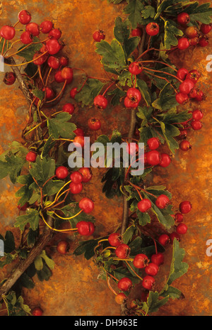 Weißdorn, Crataegus Monogyna. Mai mit roten Herbst Beeren, liegend auf rostigen Blech oder Studio erschossen zwei Stämme der Weißdorn. Stockfoto