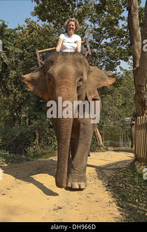 Vertikale Nahaufnahme eines westlichen Touristen auf ein Elefanten-Trekking in Laos. Stockfoto