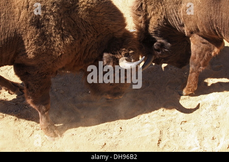 Wisente (Wisent), Bison Bonasus. Ort: Wisent reservieren Lovce - Topolcianky, Tribec Berge, Slowakei. Stockfoto