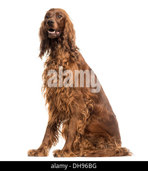 Irish Red Setter sitzen, keuchend vor weißem Hintergrund Stockfoto