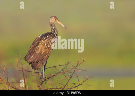 Limpkin (Aramus Guarauna) thront auf einem Ast - Lakeland, Florida Stockfoto