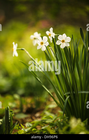 Fasan Auge Narzisse, Narcissus Poeticus. Gruppe, wachsen zusammen. Stockfoto