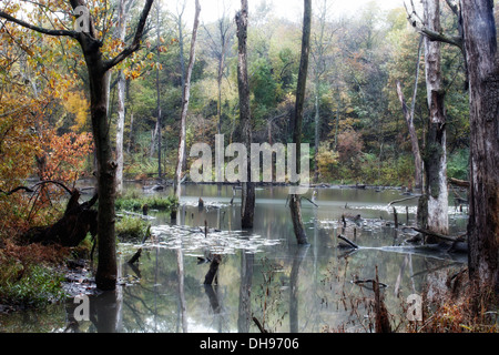 Sumpf-Bereich mit toten Bäumen und sich wandelnden Blätter im Hintergrund. Stockfoto