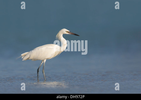 Weiße Morph rötliche Silberreiher (Egretta saniert) im flachen Wasser - Fort Desoto, Florida Stockfoto