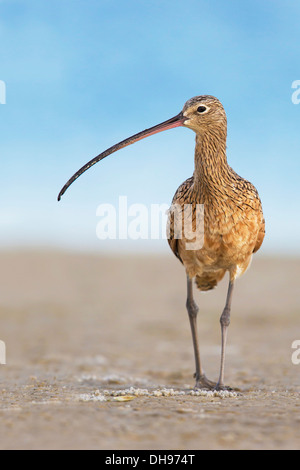 Weibliche lang-Brachvogel (Numenius Americanus) - Fort Desoto, Florida Stockfoto