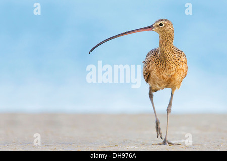 Weibliche lang-Brachvogel (Numenius Americanus) - Fort Desoto, Florida Stockfoto