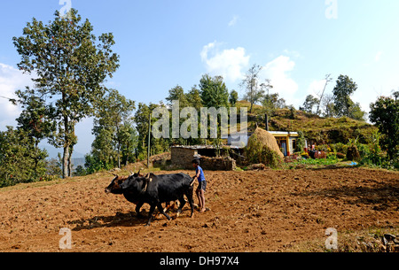 Junglandwirt verwendet traditionelle Methoden, um seine Felder in der Nähe von Pokhara Nepal Pflügen Stockfoto