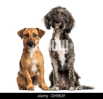 Brittany Briard kreuzen, Hund und Jack Russell zusammensitzen vor weißem Hintergrund Stockfoto