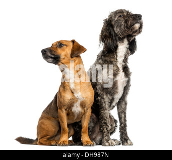 Brittany Briard kreuzen, Hund und Jack Russell zusammensitzen vor weißem Hintergrund Stockfoto