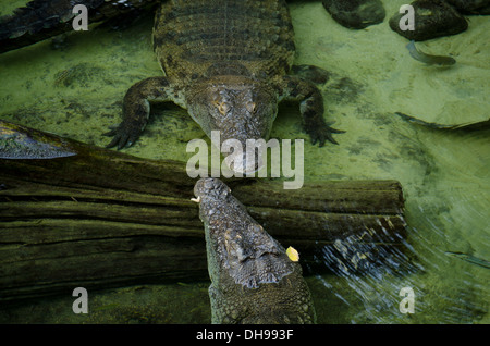 Zwei Nilkrokodile (Crocodylus Niloticus) im künstlichen See im Bioparc Zoo Fuengirola, Costa del Sol Spanien schweben. Stockfoto