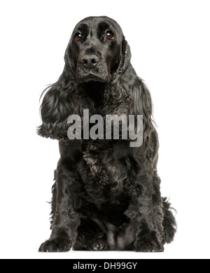 English Cocker Spaniel sitzend vor weißem Hintergrund Stockfoto