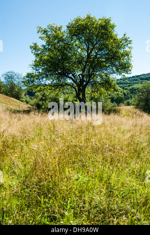 Ein einsamer Baum auf der grünen Wiese im Sommer. Stockfoto
